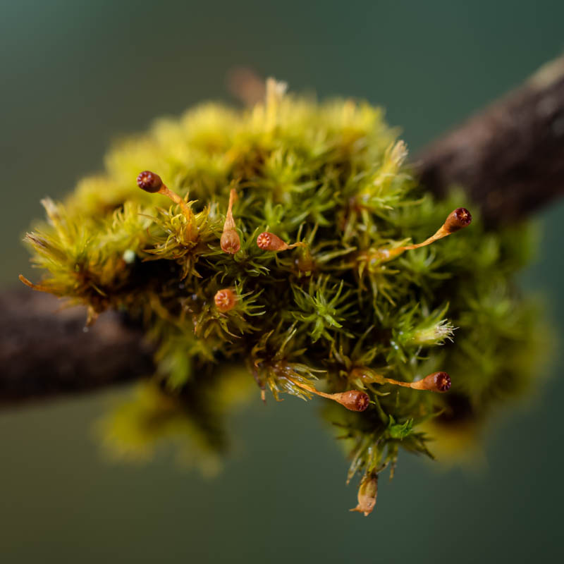 Ulota coarctata
